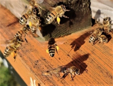 Bienen mit Pollenhöschen